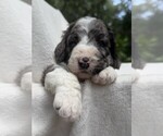 Small #2 Goldendoodle