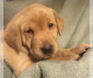 Labrador Retriever Puppy for sale in SACRED HEART, MN, USA