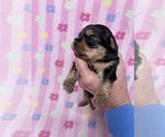 Small Photo #12 Yorkshire Terrier Puppy For Sale in FENTON, MI, USA