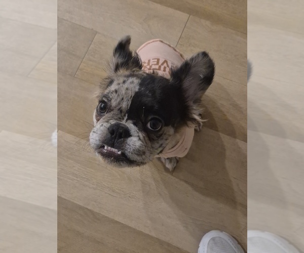 Medium Photo #6 French Bulldog Puppy For Sale in BURLESON, TX, USA