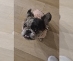 Small #5 French Bulldog