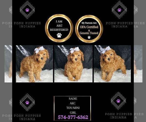 Medium Photo #78 Poodle (Toy) Puppy For Sale in WARSAW, IN, USA