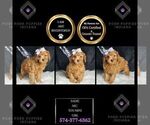 Small #1 Poodle (Toy)