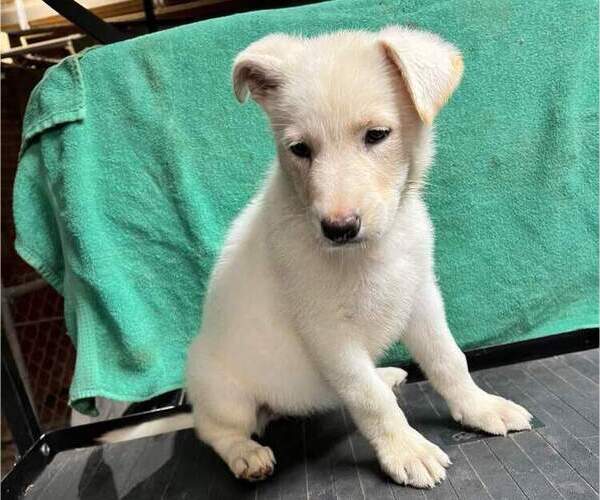 Medium Photo #2 German Shepherd Dog Puppy For Sale in SODUS, NY, USA