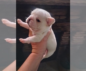 Frenchie Pug Puppy for sale in NEW WAVERLY, TX, USA