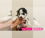 Small Photo #8 Siberian Husky Puppy For Sale in BAKERSFIELD, CA, USA