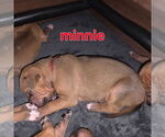 Puppy Puppy 7 Minnie Rhodesian Ridgeback