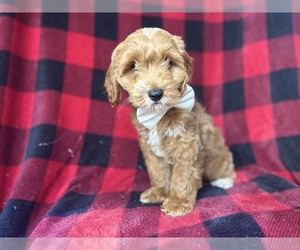 Cock-A-Poo Puppy for sale in LAKELAND, FL, USA