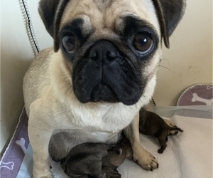 Mother of the Pug puppies born on 09/30/2020