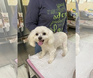 Maltese Dogs for adoption in Benton, LA, USA
