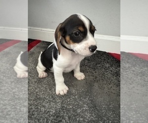 Medium Beagle