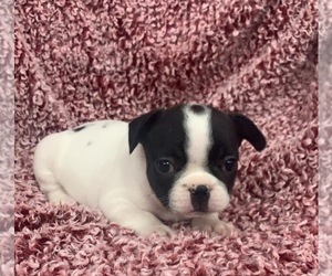 French Bulldog Puppy for sale in JOHNS ISLAND, SC, USA