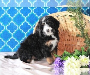 Bernedoodle Puppy for sale in FREDERICKSBURG, OH, USA