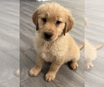 Small #2 Golden Retriever