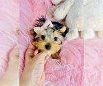 Hand delivery - Male Yorkshire Terrier Puppy for Sale - Photo #18