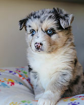 Medium Photo #1 Pomsky Puppy For Sale in DETROIT, MI, USA