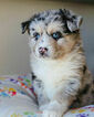 Small Photo #1 Pomsky Puppy For Sale in DETROIT, MI, USA