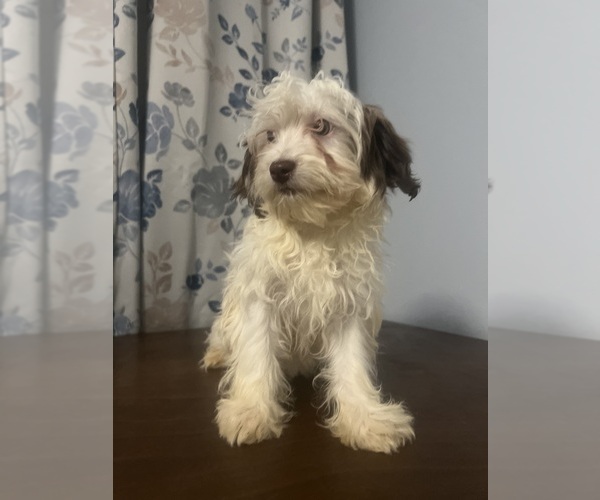 Medium Photo #28 Havanese Puppy For Sale in DURHAM, CT, USA