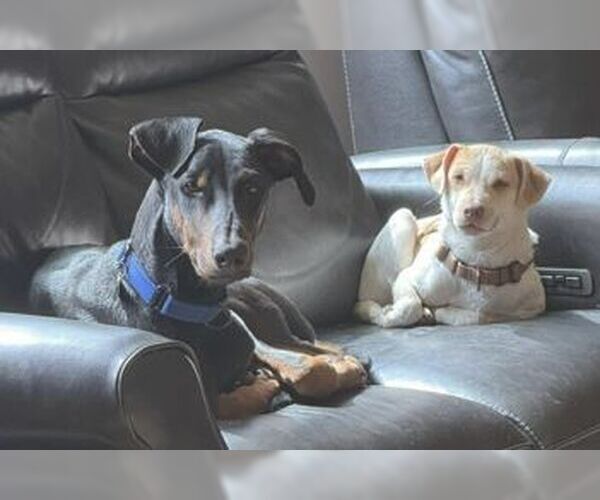 Medium Photo #23 Doberman Pinscher Puppy For Sale in Boonton, NJ, USA