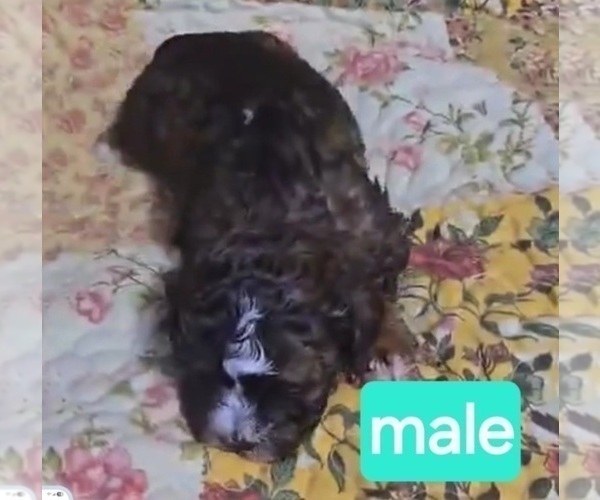 Medium Photo #6 Maltipoo (Miniature) Puppy For Sale in BURLINGTON, MA, USA