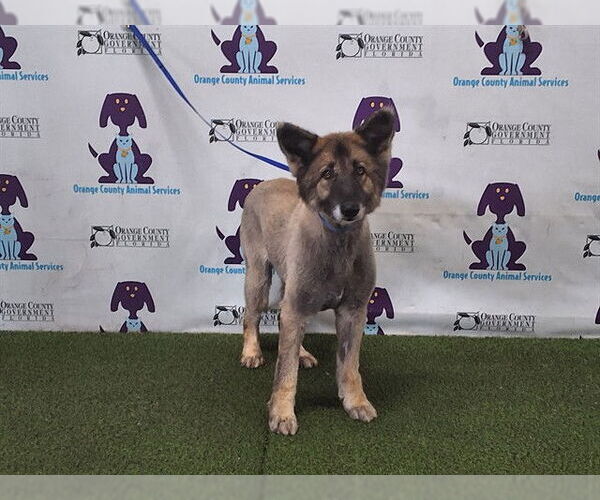 Medium Photo #1 German Shepherd Dog Puppy For Sale in Orlando, FL, USA