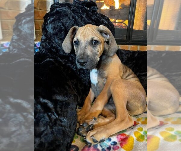 Medium Photo #4 Mutt Puppy For Sale in OKLAHOMA CITY, OK, USA
