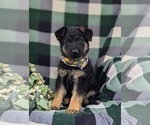 Small Photo #4 German Shepherd Dog Puppy For Sale in LEOLA, PA, USA