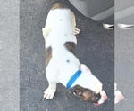 Small Photo #27 American Bulldog Puppy For Sale in INDEPENDENCE, MO, USA
