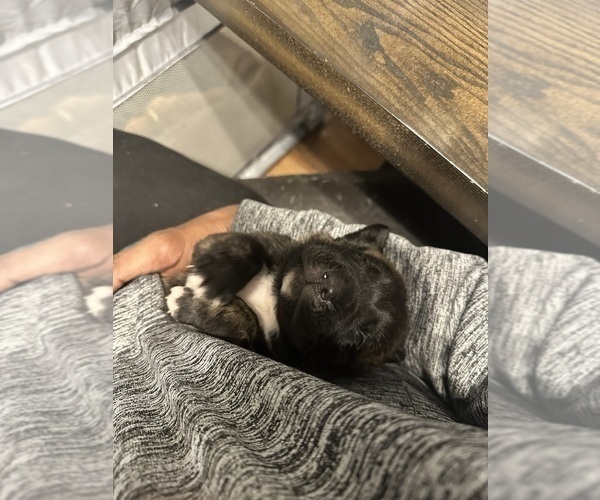 Medium Photo #57 Cane Corso-Saint Bernard Mix Puppy For Sale in LIVERMORE, CA, USA
