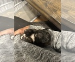Small Photo #57 Cane Corso-Saint Bernard Mix Puppy For Sale in LIVERMORE, CA, USA