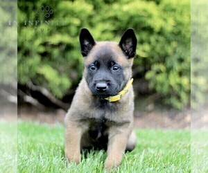 Belgian Malinois Puppy for Sale in RONKS, Pennsylvania USA