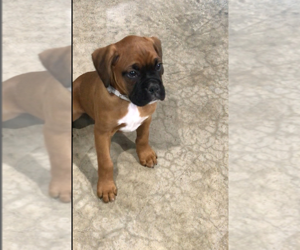 Medium Photo #6 Boxer Puppy For Sale in APPLE CREEK, OH, USA