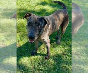 OLIVIA - Female American Pit Bull Terrier-Unknown Mix Dog for Adoption - Photo #2