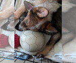 Small #12 German Shepherd Dog Mix