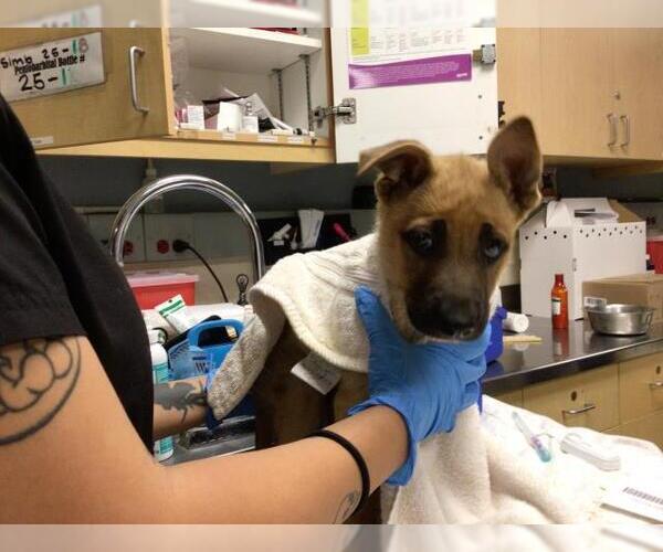 Medium Photo #1 German Shepherd Dog Puppy For Sale in Riverside, CA, USA