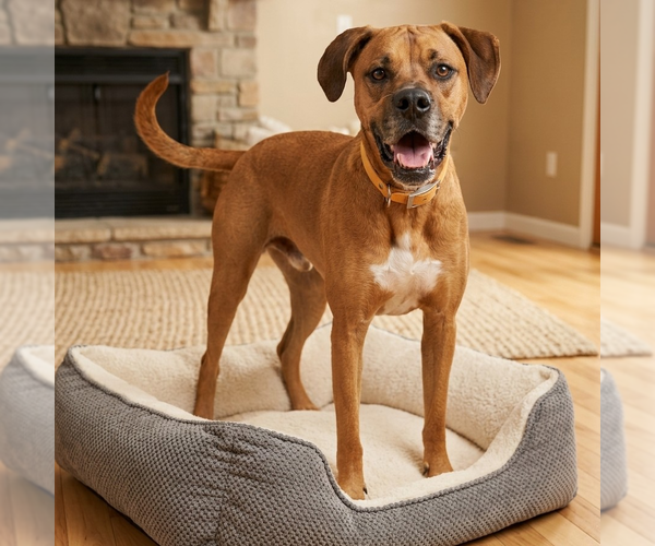 Medium Photo #1 Boxador Puppy For Sale in Vail, AZ, USA