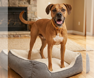 Boxador Dogs for adoption in Vail, AZ, USA