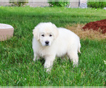 Small #3 Golden Retriever