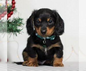 Dachshund Puppy for sale in ANNVILLE, PA, USA