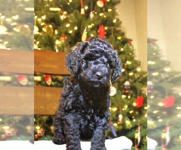 Medium Photo #1 Miniature Labradoodle Puppy For Sale in MOUNT VERNON, WA, USA