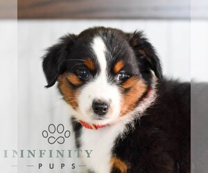 Miniature Australian Shepherd Puppy for sale in REBERSBURG, PA, USA