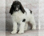 Small Photo #2 Poodle (Standard) Puppy For Sale in WARSAW, IN, USA