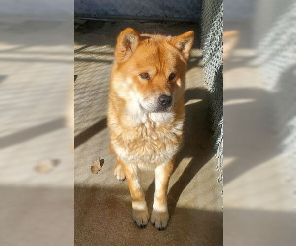 Medium Photo #2 Chow Chow-Unknown Mix Puppy For Sale in Ventura, CA, USA