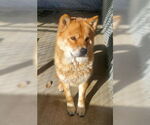 Small #1 Chow Chow Mix