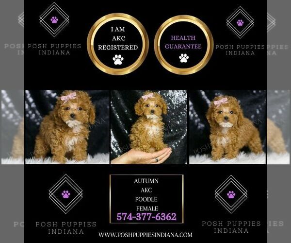Medium Photo #4 Poodle (Toy) Puppy For Sale in WARSAW, IN, USA