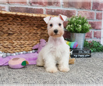 Small #4 Schnauzer (Miniature)
