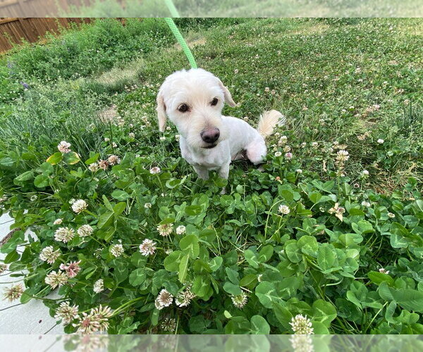 Medium Photo #3 Mutt Puppy For Sale in Salt Lake City, UT, USA