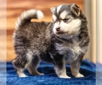 Small #1 Pomsky