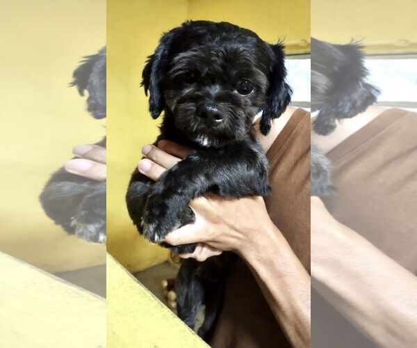 Medium Photo #3 Shih Tzu Puppy For Sale in Weston, FL, USA