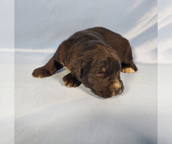 Medium Photo #10 Golden Mountain Dog Puppy For Sale in BLACK FOREST, CO, USA